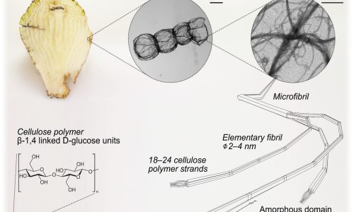 Fiber and fibrils